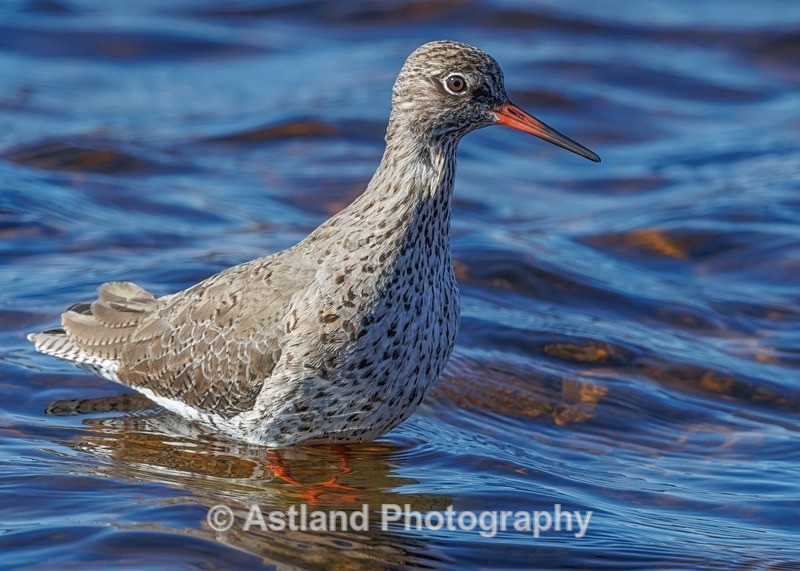 Redshank - Latest Images