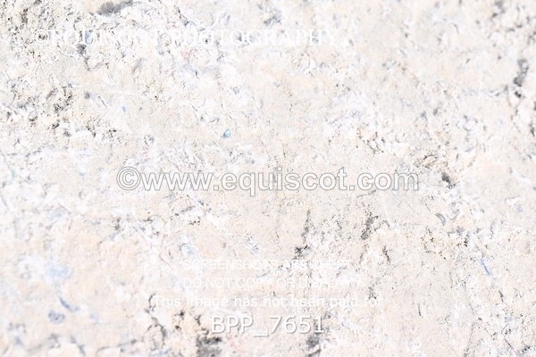 BPP_7651 - RING 1  (RIDDEN HORSES / IN HAND / VETERAN ETC)