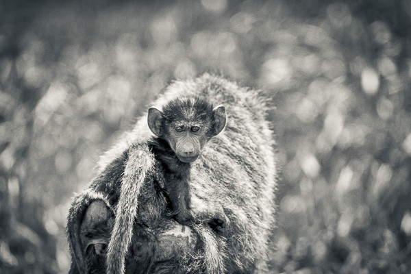 Olive Baboon, Samburu, Kenya