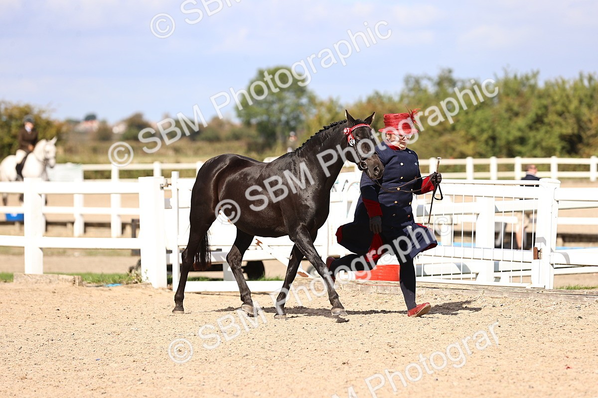 SBM_14245 - Class 411 - Prettiest Mare (IH OR Ridden) Adult
