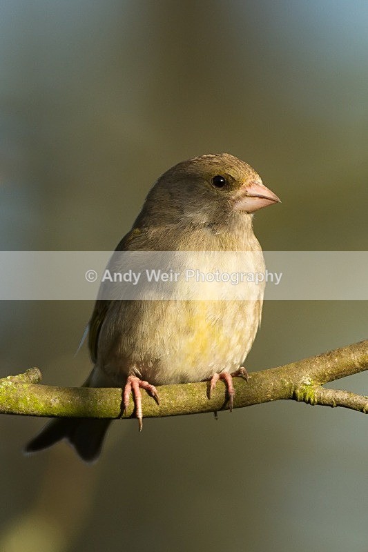 20120401-_MG_0235 - Greenfinch