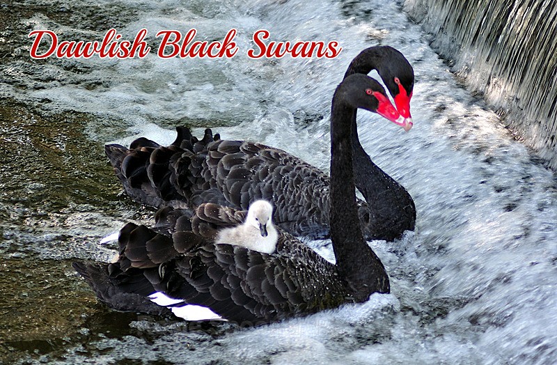 - Black Swan Family - FRIDGE MAGNETS