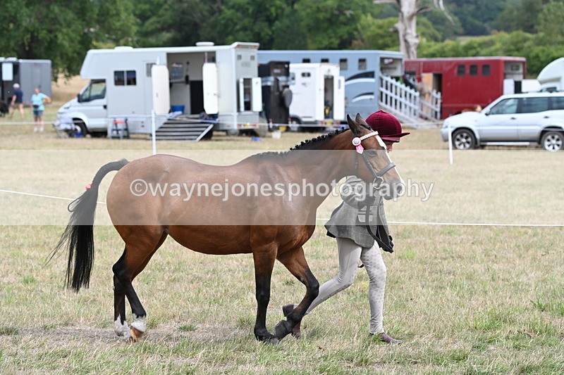 WJ6_5896 - Class 19 In-hand Veterans (Uploaded correct folder)