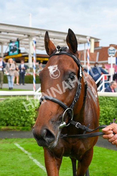 230923-Race 3-Politico-3132 - Race 3 3.10pm Happy 60th Birthday Angela Clark Nursery Handicap