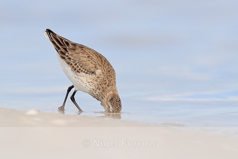 Dunlin probing deeply for food, Fort De Soto Park, Florida - Dunlin