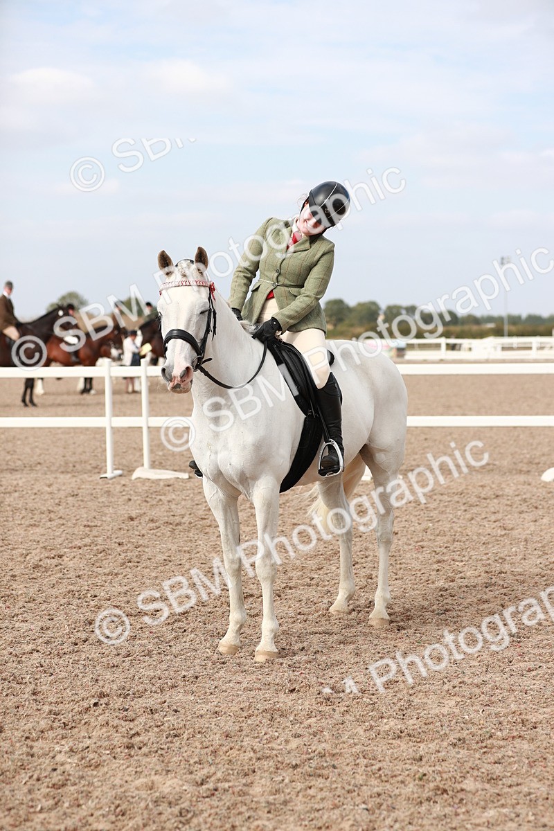 SBM_17543 - Class 215 Ridden Hack/ Riding Horse