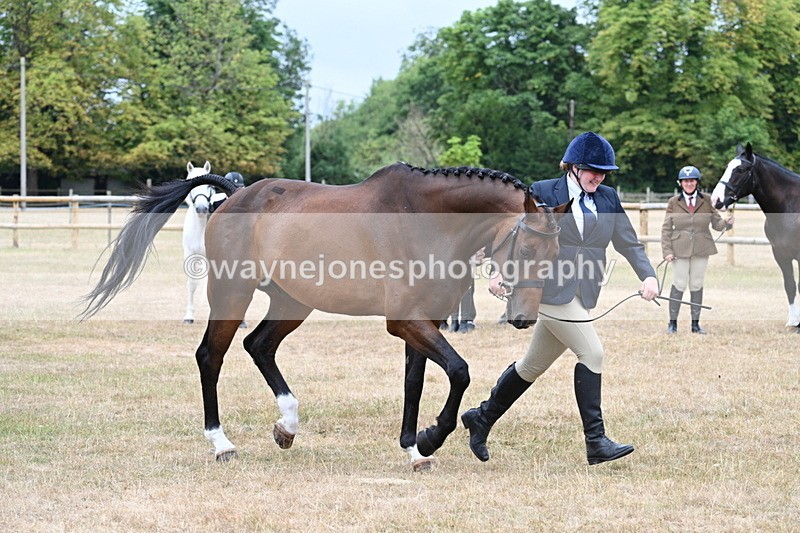 WJ7_9886 - Class 5a Most Handsome Gelding (above 14.2hh)