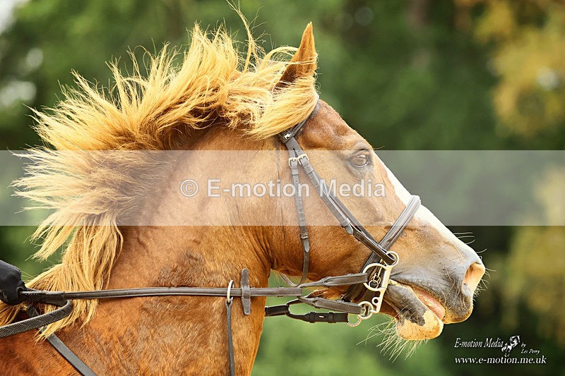 EVTR 230726 277a - Equestrian