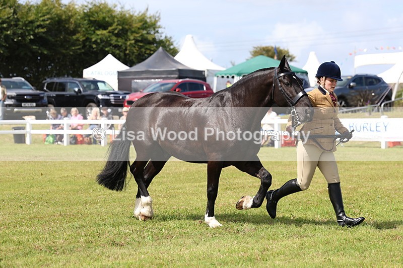 3E7A9992 - Class 5: Rising Star Lightweight/Heavyweight Cobs