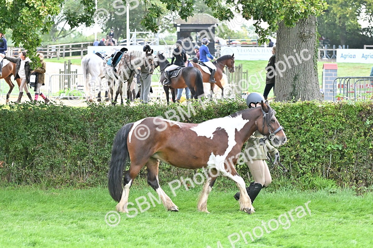 SBM_56955 - S45 - Coloured Pony In Hand