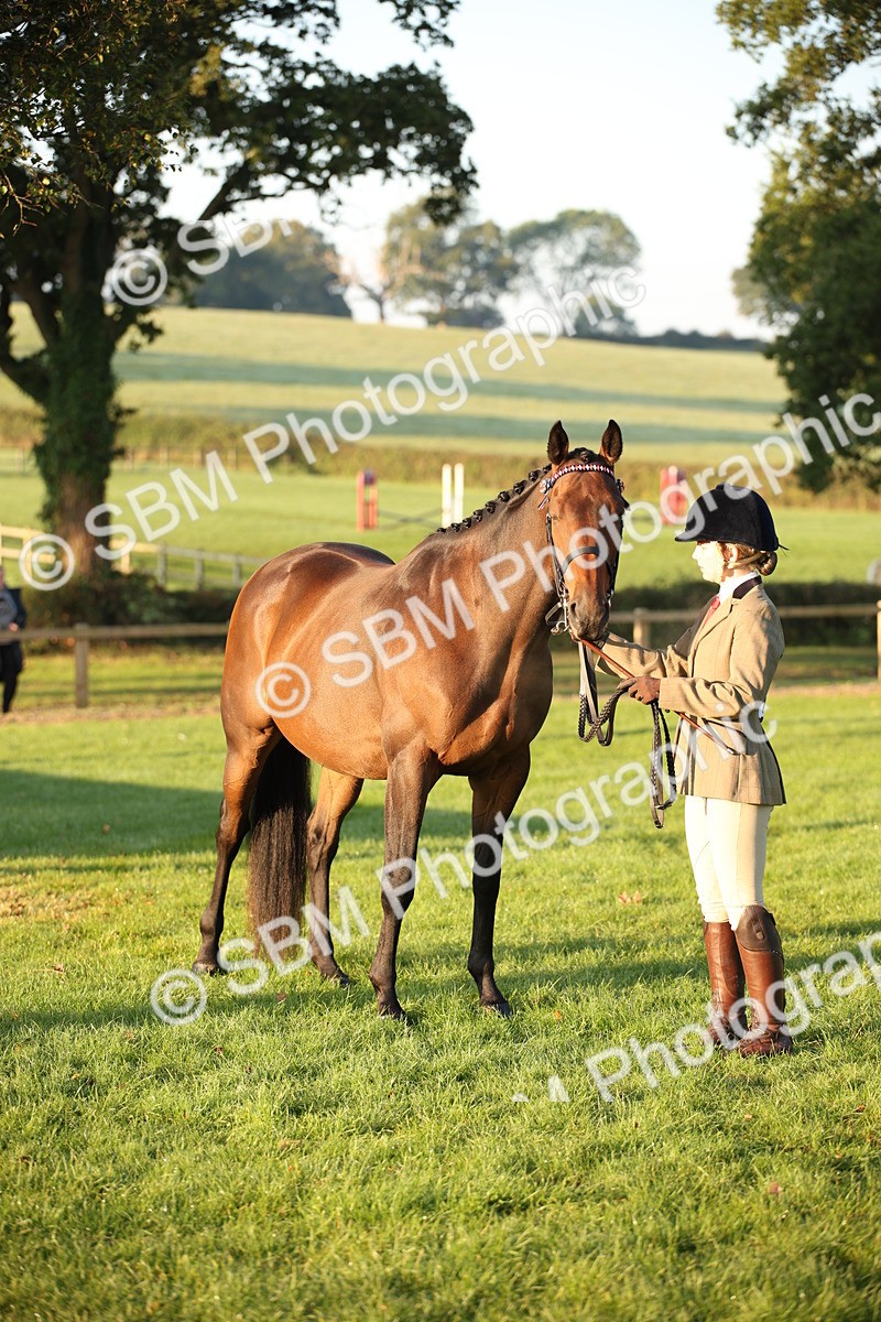 SBM_56853 - S49 - Riding Horse & Hack & Thoroughbred In Hand