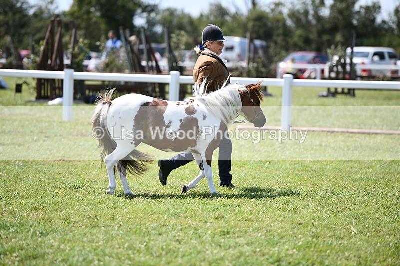 DSC_7930 - Coloured Horse In Hand Championship
