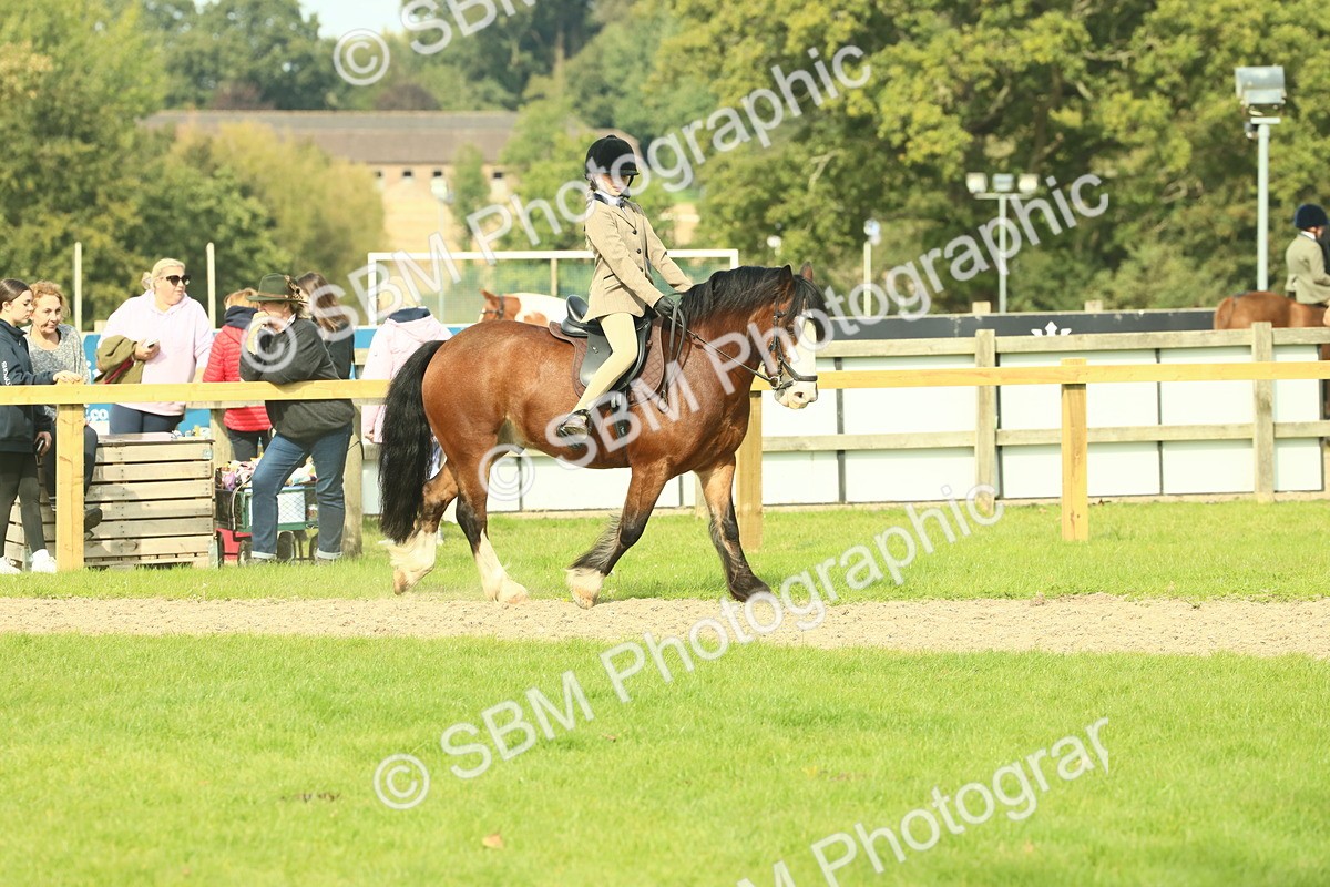 SBM_69042 - S58 - Mini Show Cob Ridden
