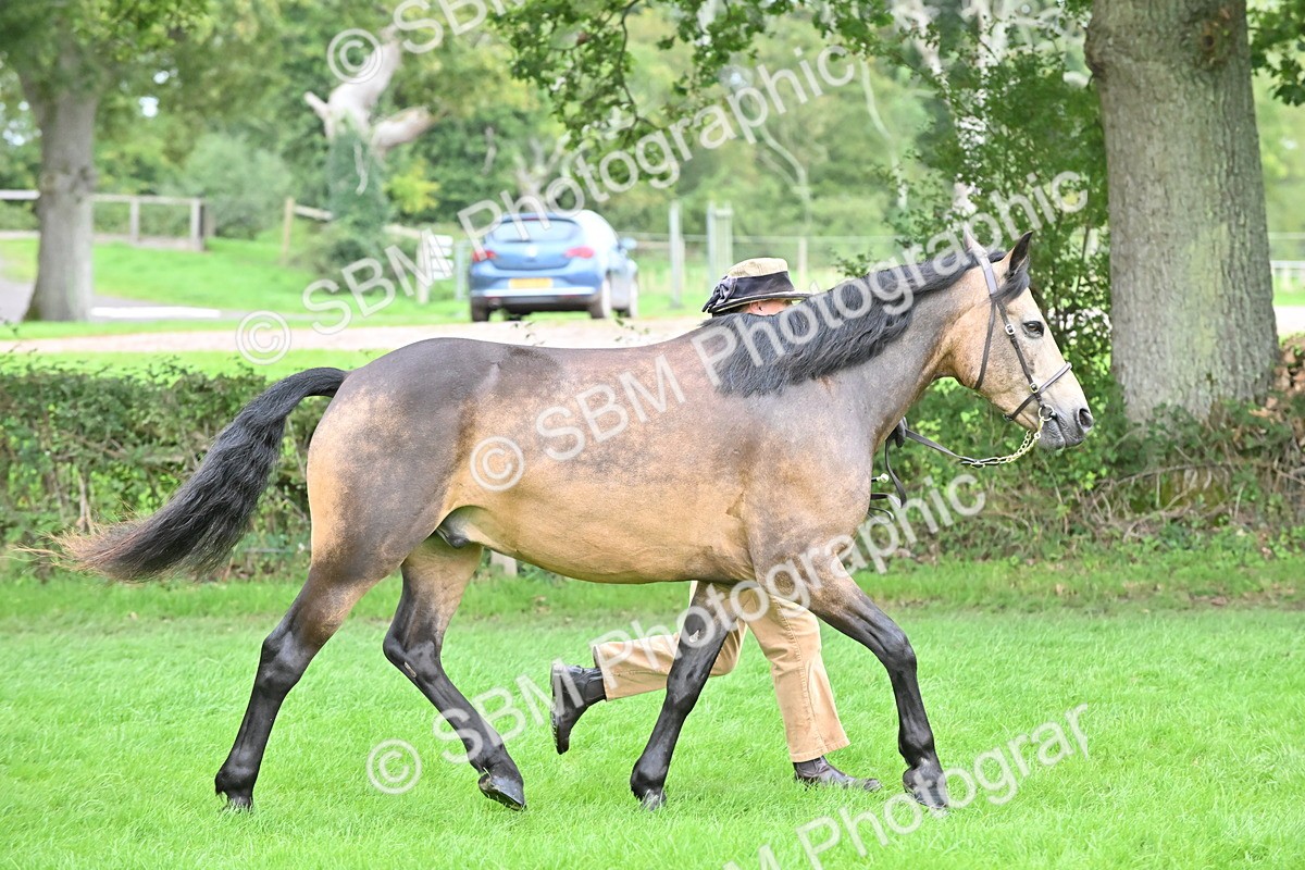 SBM_63278 - S49 - Mountain & Moorland In Hand Large Breeds