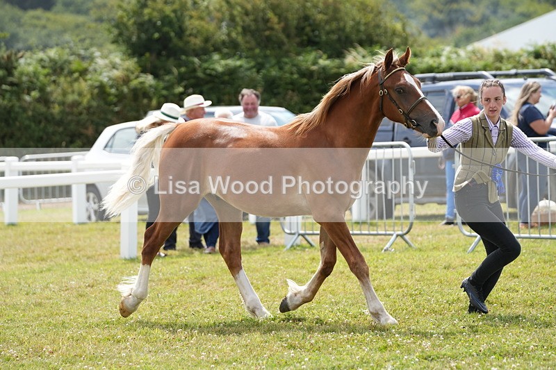 DSC05904 - NPS M&M In Hand Championship