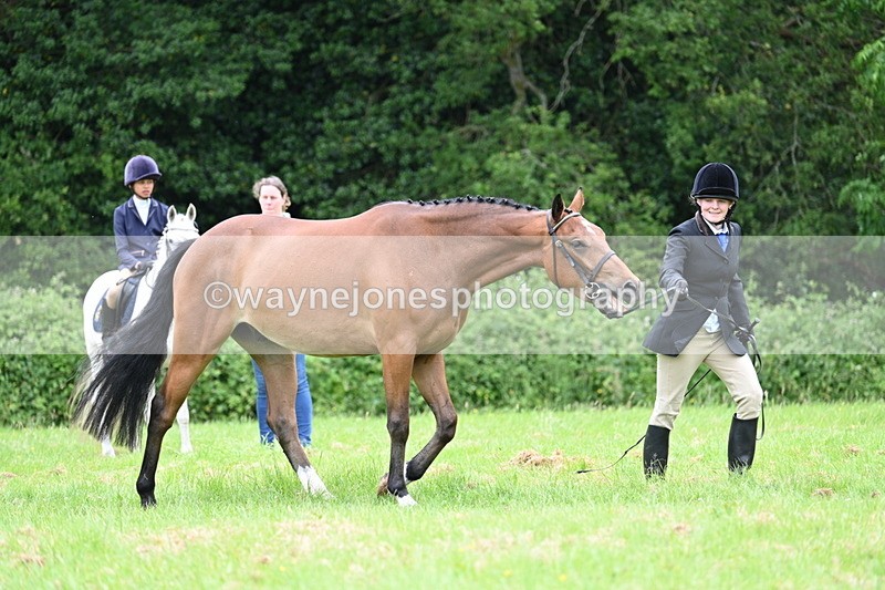 WJ7_4128 - Class 14A Handsome Gelding