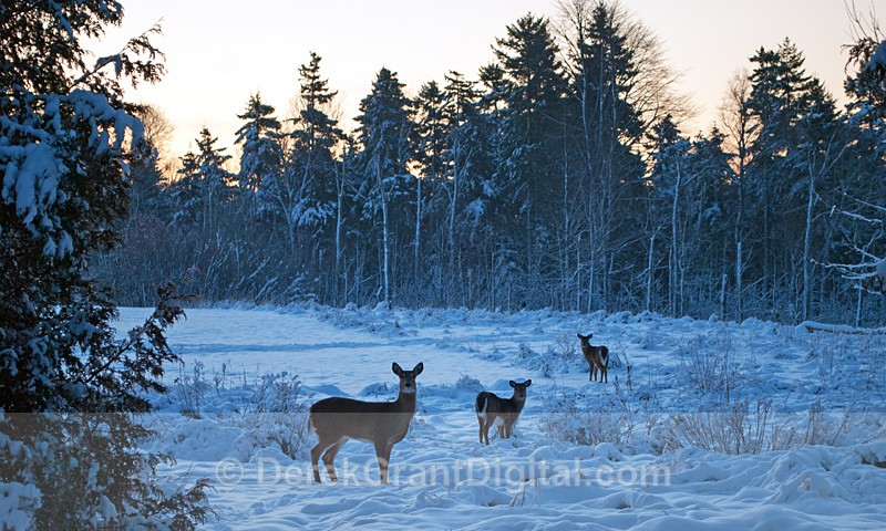 Dawning of the Deer - Winterscape
