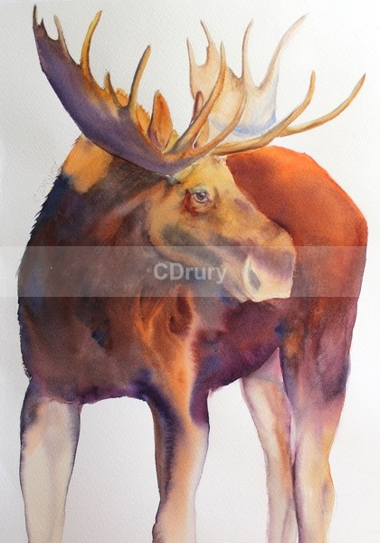 WCW01182 Bull Moose - Watercolor Wildlife
