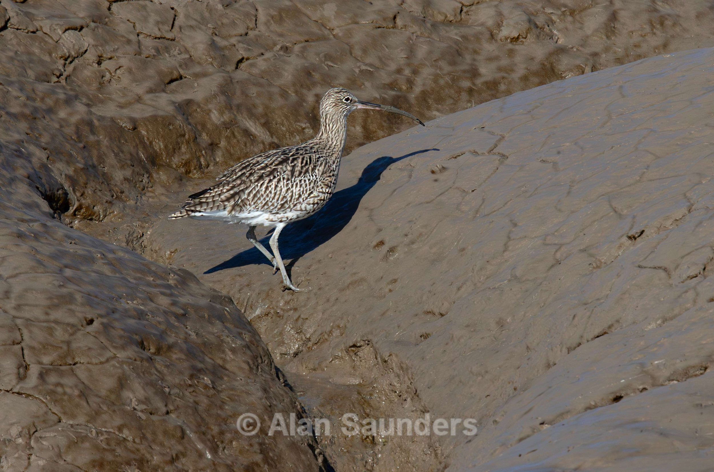 Eurasian Curlew 52