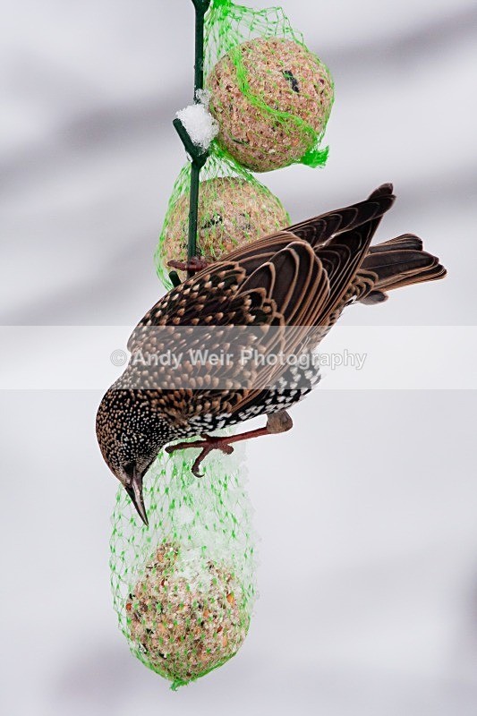 20100105-Garden 017 - Starlings