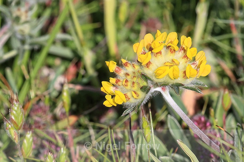 Kidney Vetch flower head, Dorset - PLANTS