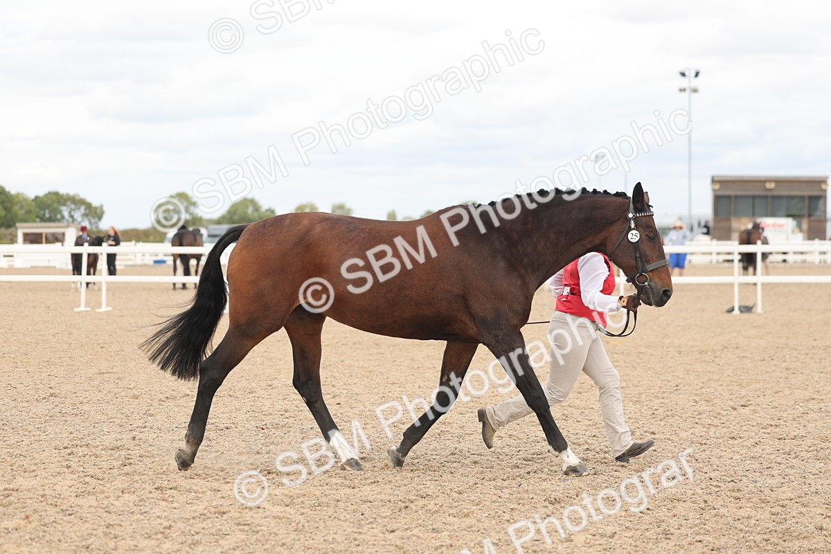 SBM_17014 - Class 312 - IH Competition Horse-Pony