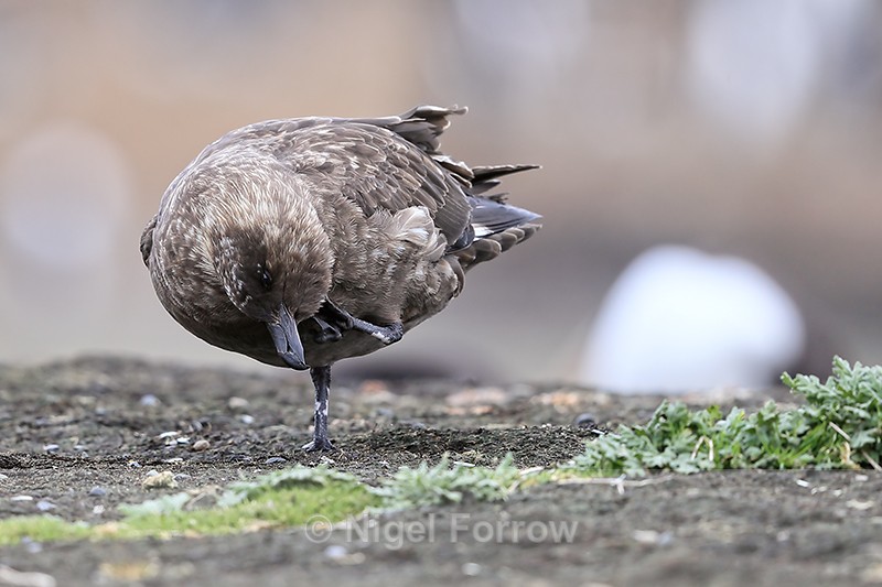 Brown Skua scratching, Sea Lion Island, Falklands - Falkland (Brown) Skua