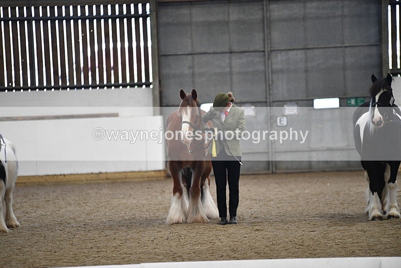 WJ5_5584 - Class 4 In hand M&M - small breeds