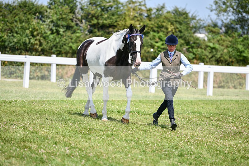 DSC_7847 - Class 65: Coloured Horse 4yrs & Over