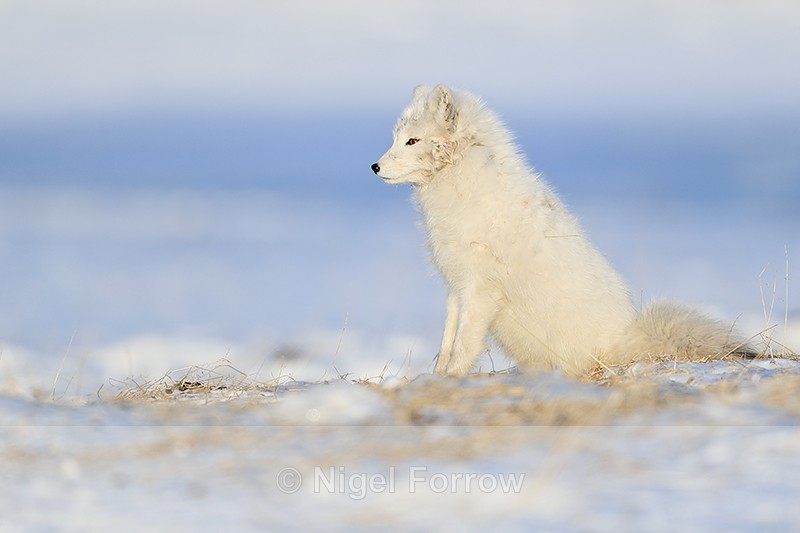 Arctic Fox sitting, side view, Svalbard, Norway - Arctic Fox