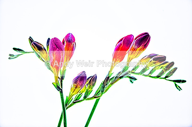 20131013-Fresia_3K8A7214_HDR-2 - Plants & Flowers