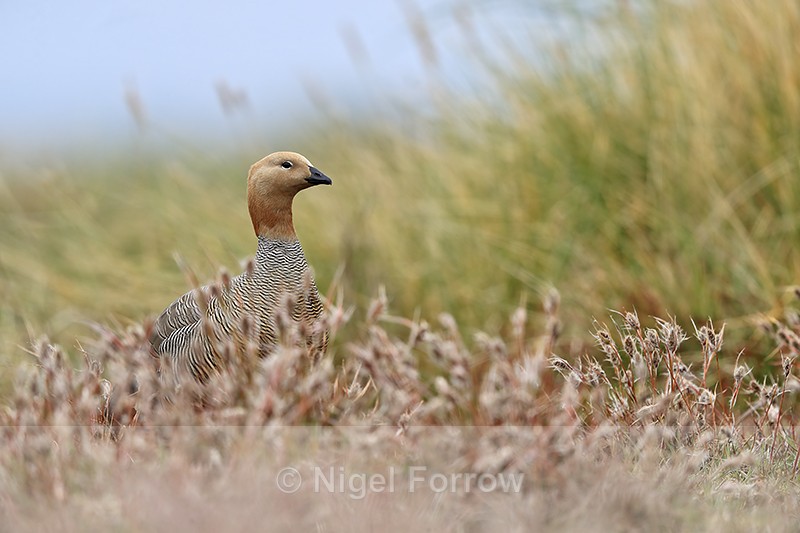 Ruddy-headed Goose head above pink foliage, Carcass Island, Falklands - Ruddy-headed Goose