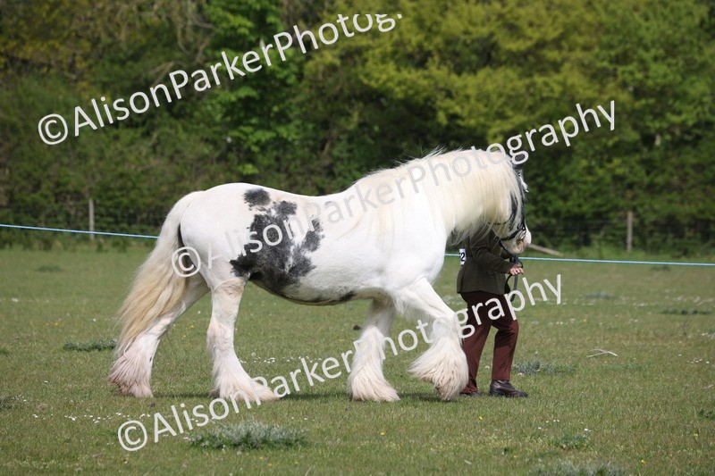 20260426-3257 - Class 27 - Coloured Horses and Ponies