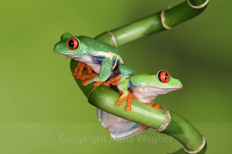 Red Eyed Tree Frog Pair on Branch - Red Eyed Tree Frog