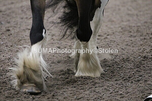 SIAL4140 - CAbin Dressage 5th july 2025