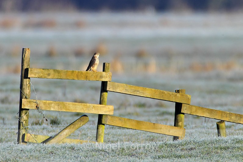 Merlin perched on a fence at Otmoor - Merlin