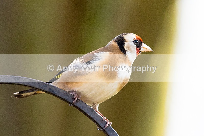 20150321-8E0A8368 - Goldfinch
