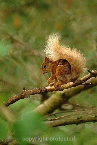 Red Squirrel - Rothiemurchus Forest - Wildlife Centres