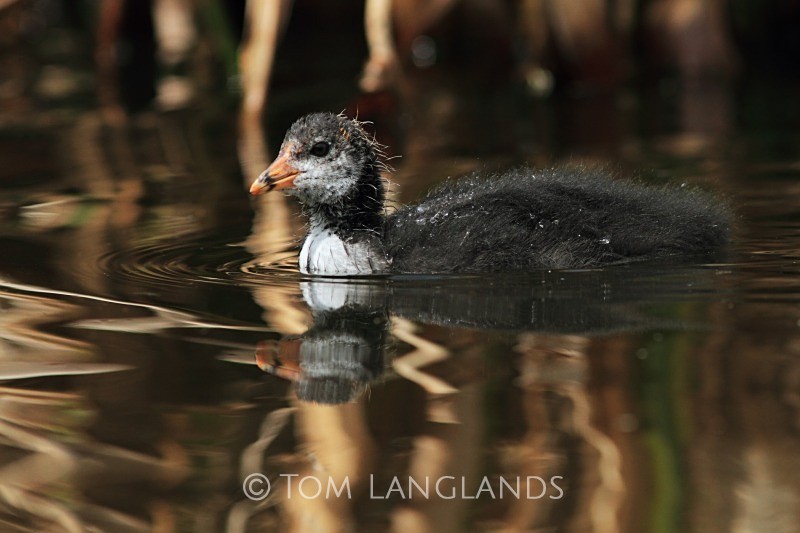 Coot chick - Rails and Crakes