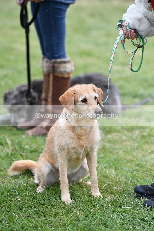 WJ5_9355 - Class 1 Best Cross Breed / Heniz 57