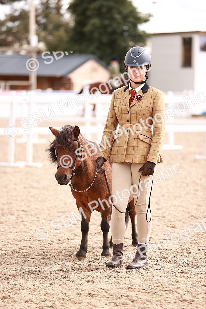SBM_18254 - Class 416 - Prettiest Mare (IH or Ridden)Jnr