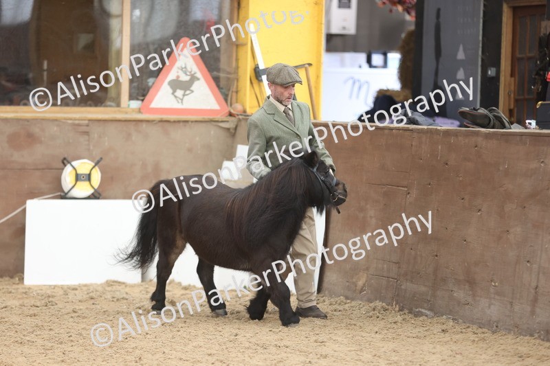 20251109-0293 - Class 13 - Mares 4 Years and Over