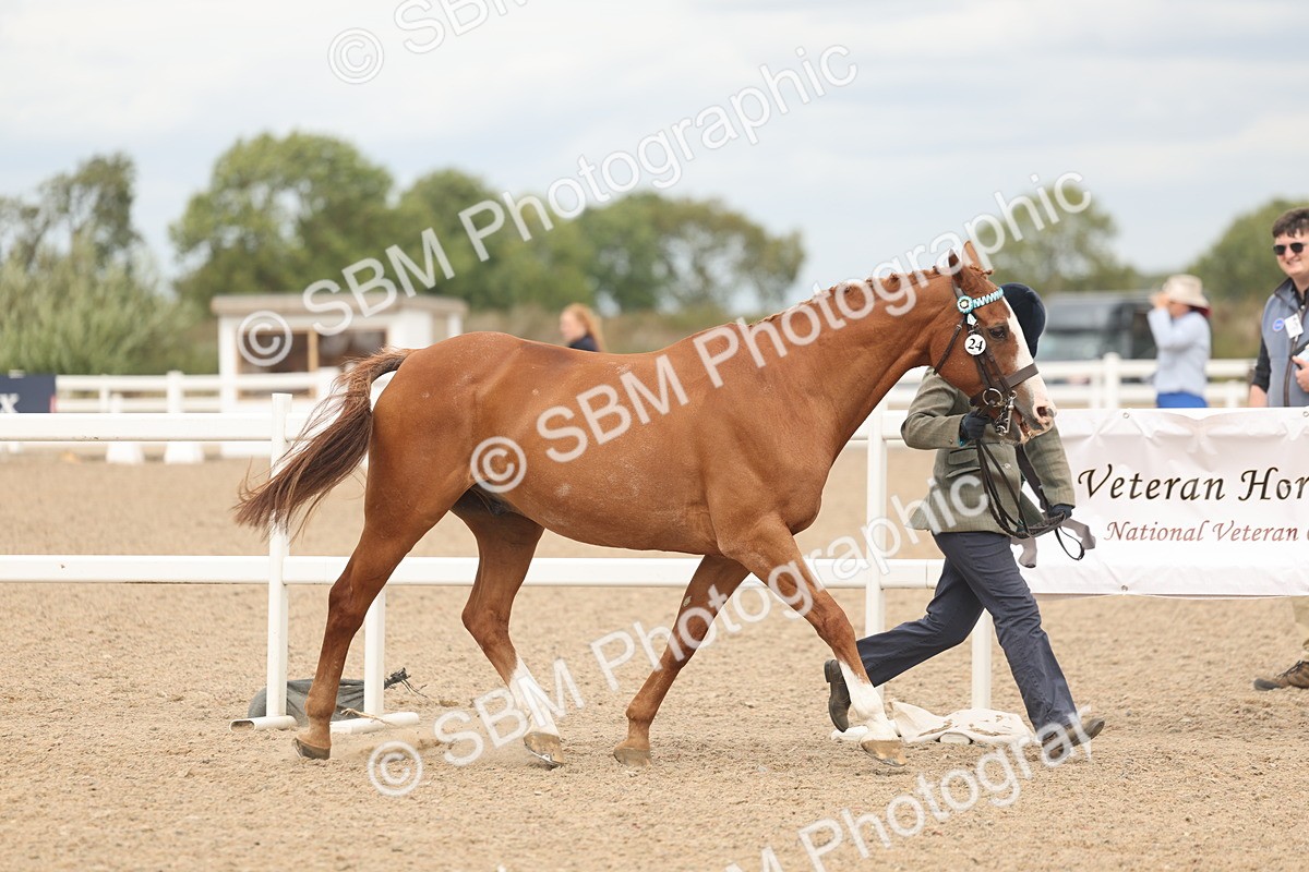 SBM_16960 - Class 312 - IH Competition Horse-Pony