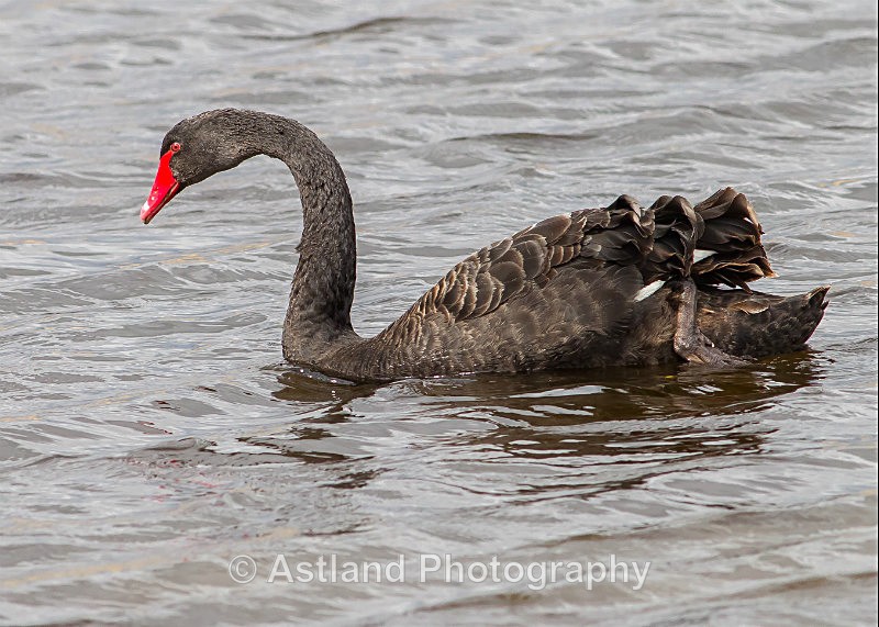 Astland Photography, Bird and Wildlife Images, Susan and Peter Wilson, U.K.