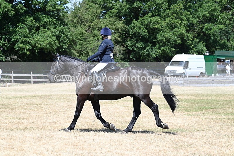 WJ7_2940 - Class 7 Riding Club Show Horse