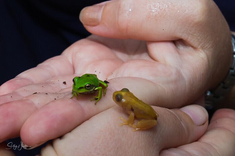 10 Tiny Pair 1 - Frogs