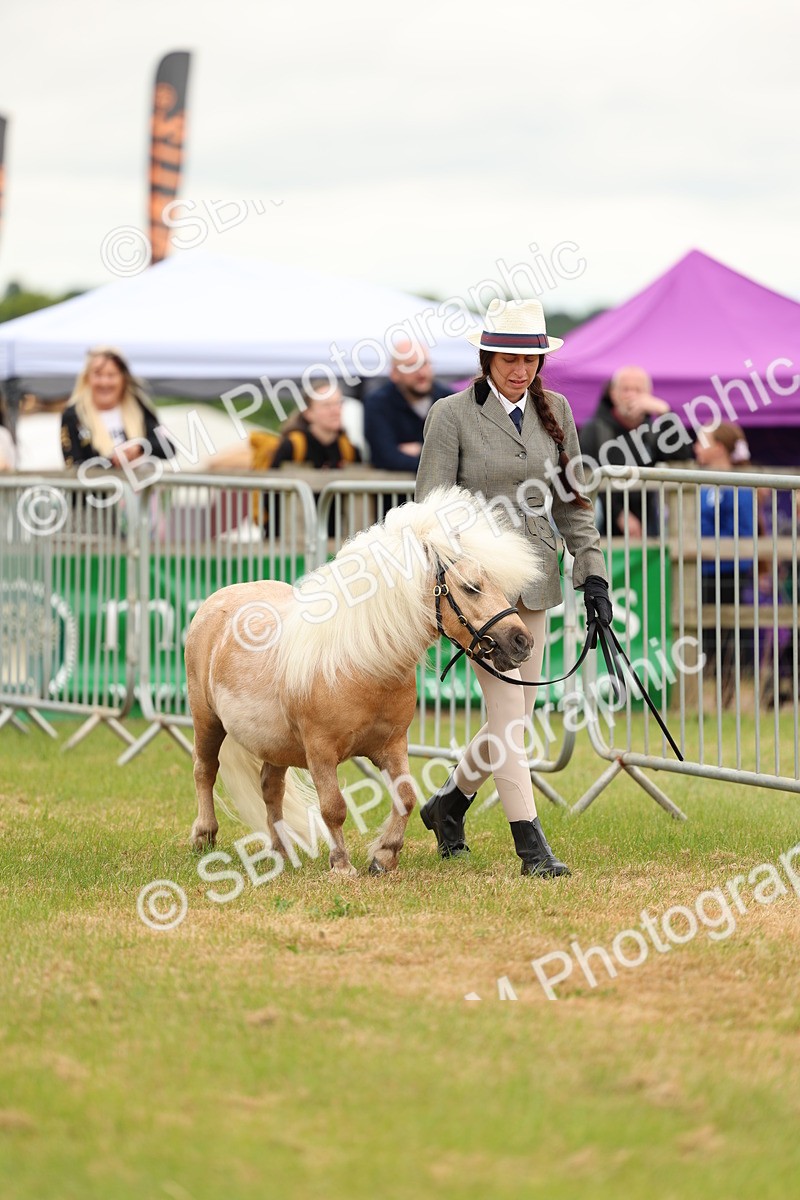 SBM_04431 - Class 64-67 - Shetland Pony In Hand