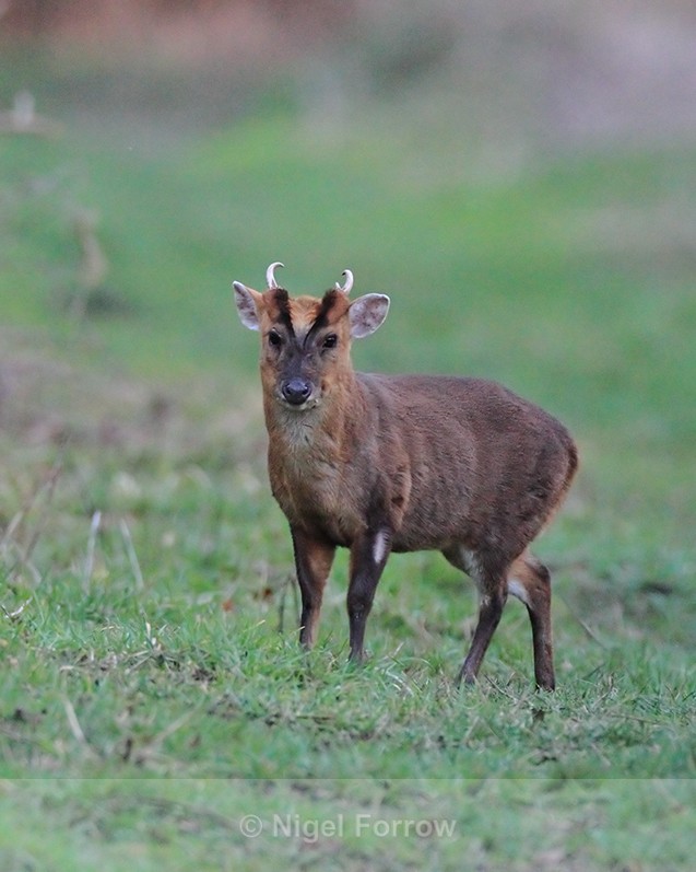 Muntjac Deer on the Roman Road at Otmoor - Deer