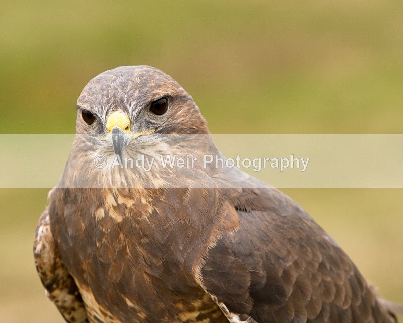 20110312-IMG_2042 - Common Buzzard