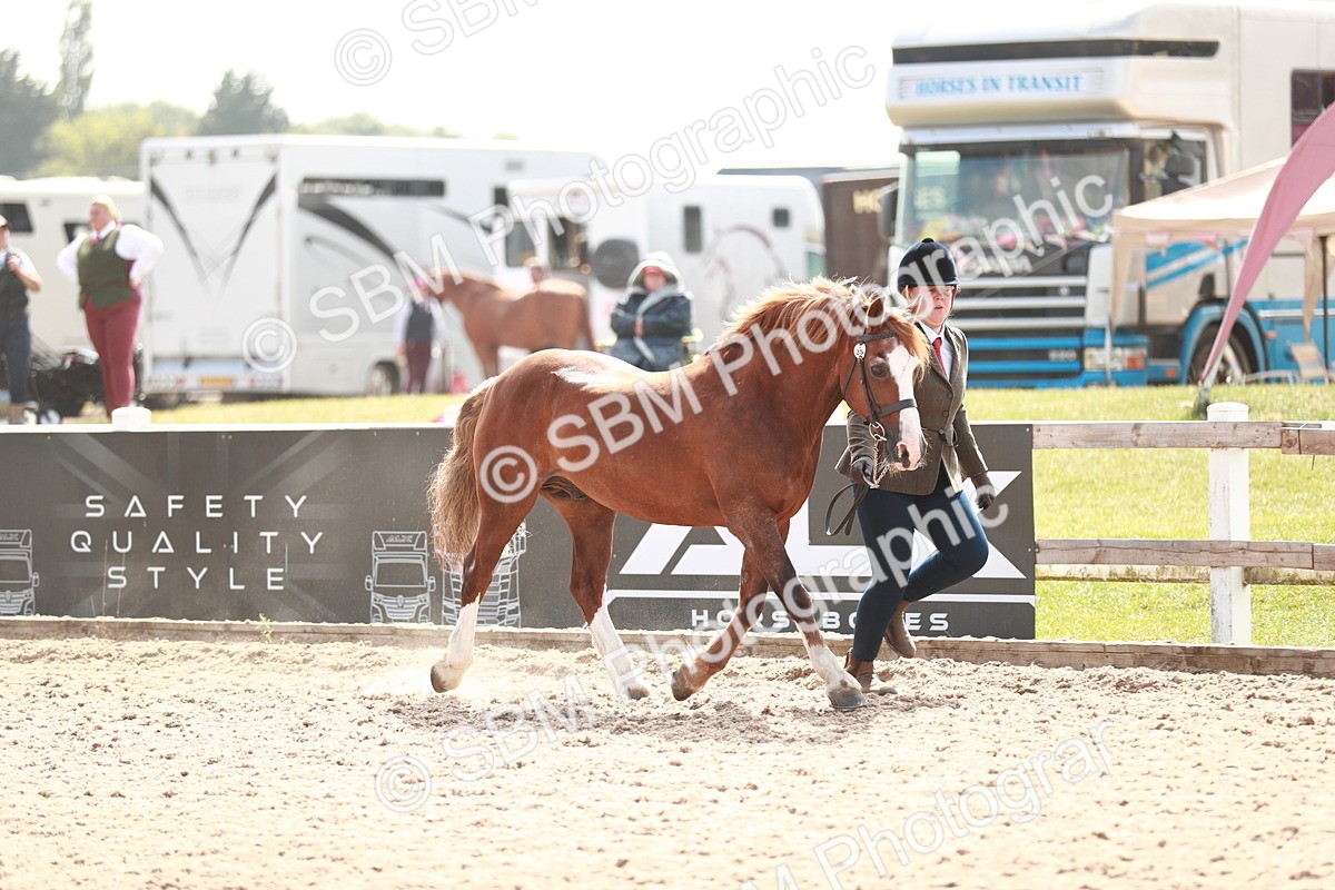 SBM_13859 - Class 209 IH Veteran Pony